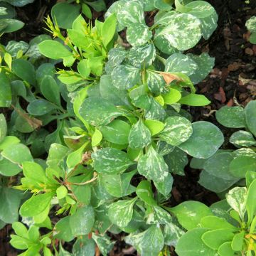 Berberis thunbergii Powwow - Crespino giapponese