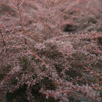 Berberis thunbergii Red Dream - Crespino giapponese