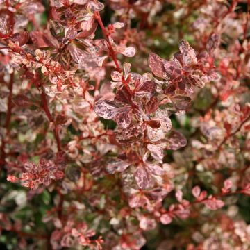 Berberis thunbergii Rosy Glow - Crespino giapponese