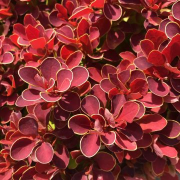 Berberis thunbergii Ruby Star - Crespino giapponese