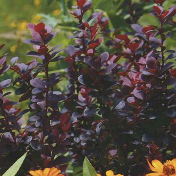 Berberis thunbergii Bagatelle - Crespino giapponese