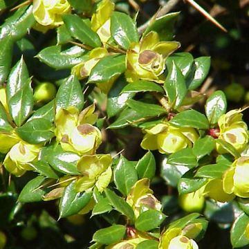 Berberis verruculosa - Crespino verrucoso