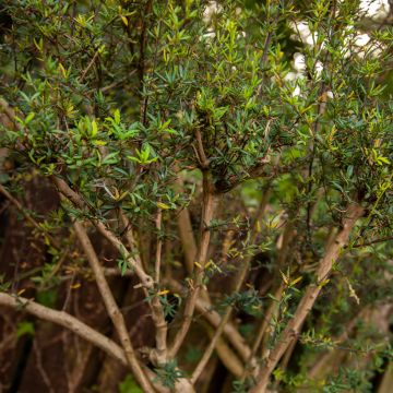 Berberis stenophylla - Crespino