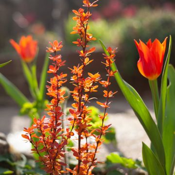 Berberis thunbergii Orange Ice - Crespino giapponese