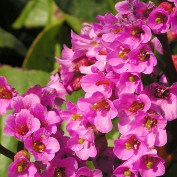 Bergenia Bartok