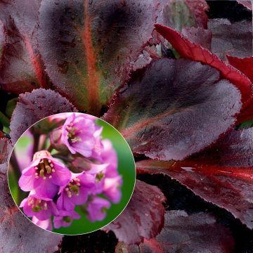 Bergenia Eden's Dark Magic