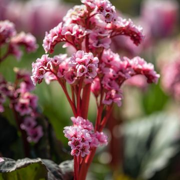 Bergenia Eden's Magic Giant