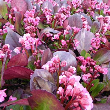 Bergenia Flirt