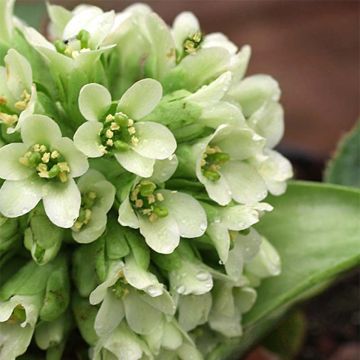 Bergenia stracheyi Ice Queen