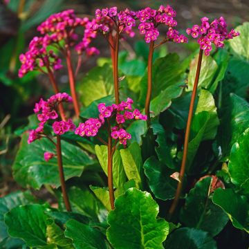 Bergenia cordifolia Morgenrote