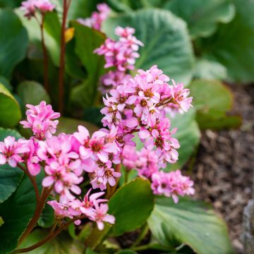 Bergenia cordifolia Rotblum