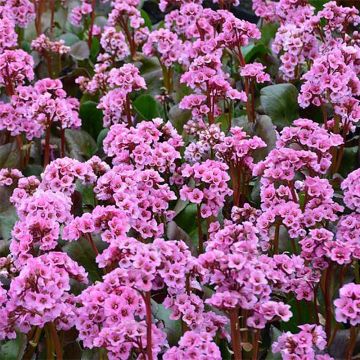 Bergenia Spring Fling