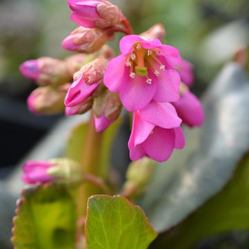 Bergenia Winterglut