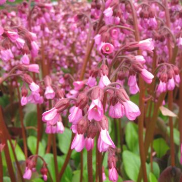 Bergenia Wintermarchen