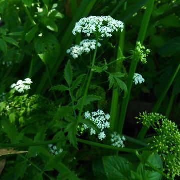 Berula erecta - Sedanina d’acqua