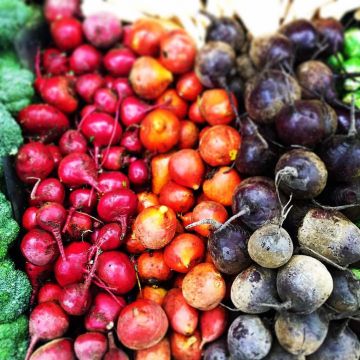 Barbabietola Rainbow Beet