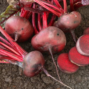 Barbabietola Nera piatta d'Egitto Bio