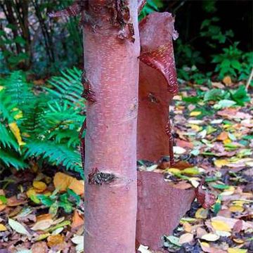 Betula albosinensis Blason - Betulla cinese