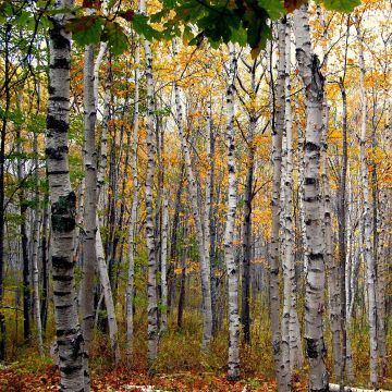 Betula papyrifera - Betulla da carta