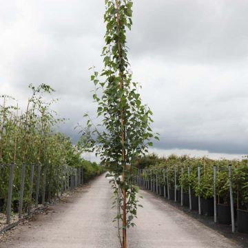 Betula pendula Fastigiata - Betulla bianca