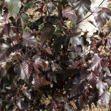 Betula pendula Royal Frost ou Crimson Frost - Betulla bianca