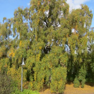 Betula pendula Tristis - Betulla bianca