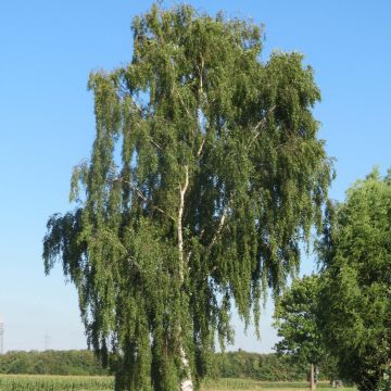 Betula pendula - Betulla bianca