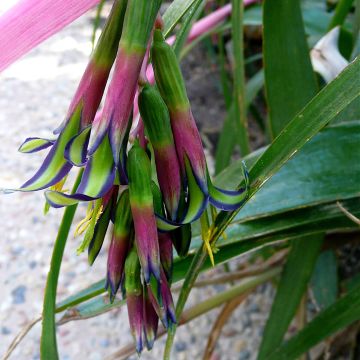 Billbergia nutans - Lacrime della regina