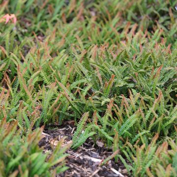 Blechnum penna-marina