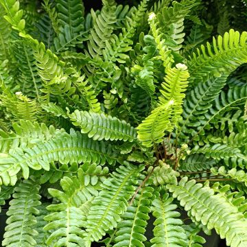 Blechnum spicant - Lonchite minore