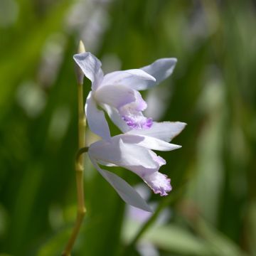 Bletilla striata Kuchi-beni