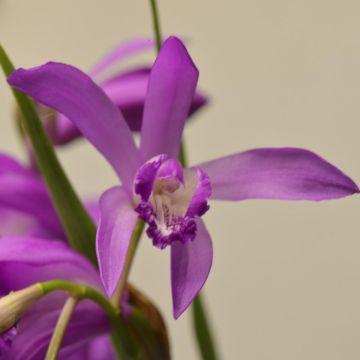 Bletilla striata Soryu Blue Dragon