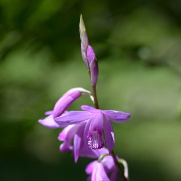 Bletilla striata - Orchidée jacinthe