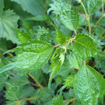 Boehmeria spicata