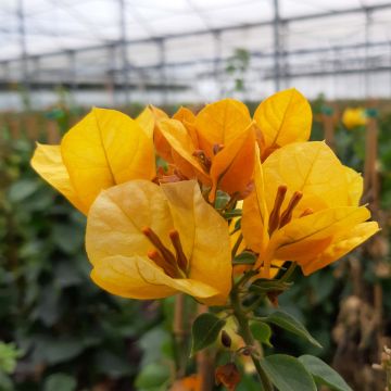 Bougainvillea spectabilis Giallo