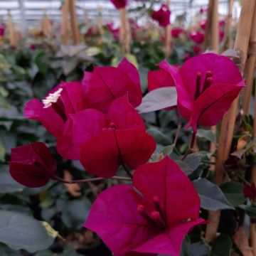 Bougainvillea spectabilis Porpora violaceo