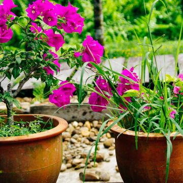 Bougainvillea Mini Thaï