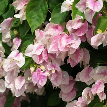 Bougainvillea spectabilis Bianco-rosa