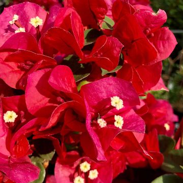 Bougainvillea spectabilis Rosso scuro