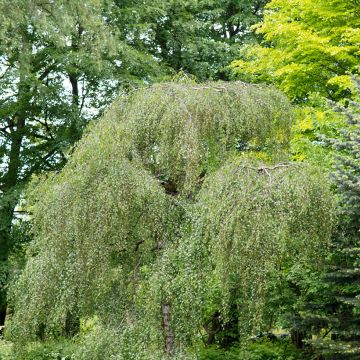 Betula pendula Youngii - Betulla bianca