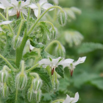 Borago officinalis Alba Bio - Borragine comune