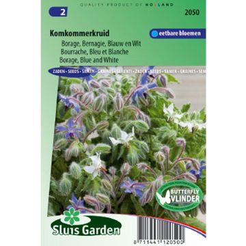 Borago officinalis - Borragine blu e bianca - Borragine comune