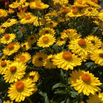 Bracteantha Heliana Gold - Elicriso