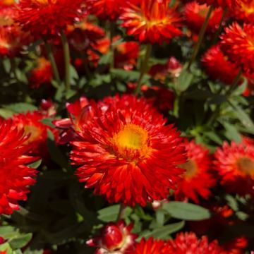 Bracteantha bracteata Heliana Scarlet - Elicriso