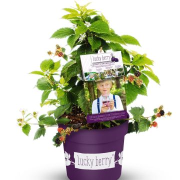 Rubus fruticosus Lucky Berry - Rovo nano