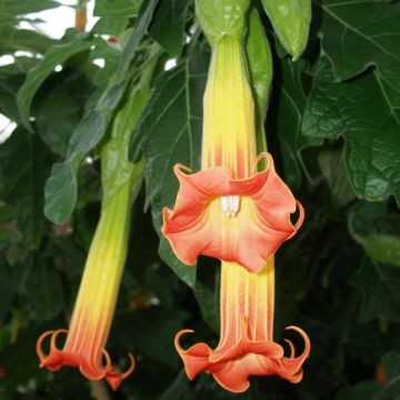 Brugmansia sanguinea - Tromba d'angelo