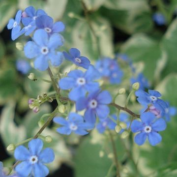 Brunnera macrophylla Variegata