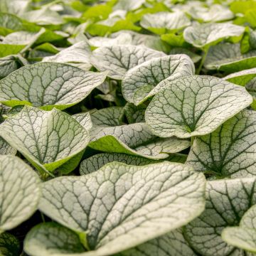 Brunnera macrophylla Alexander's Great