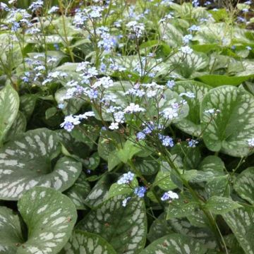 Brunnera macrophylla Emerald Mist