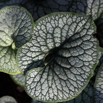 Brunnera macrophylla Jack of Diamonds